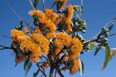 APII jpeg image of Eucalyptus miniata  © contact APII