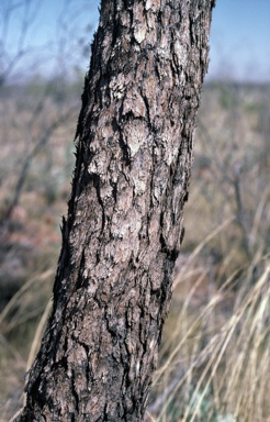 APII jpeg image of Corymbia ferruginea subsp. stypophylla  © contact APII