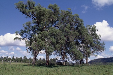 APII jpeg image of Angophora subvelutina  © contact APII