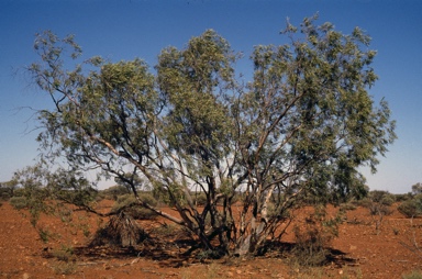 APII jpeg image of Corymbia ferriticola  © contact APII