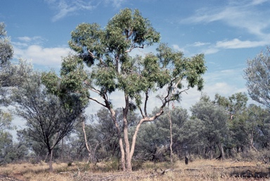 APII jpeg image of Corymbia terminalis  © contact APII