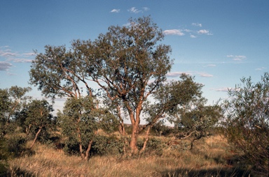 APII jpeg image of Corymbia zygophylla  © contact APII