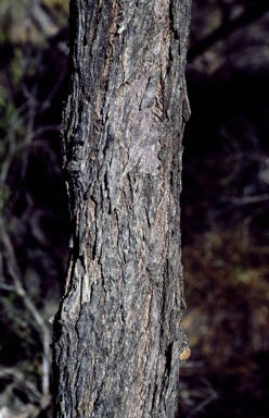 APII jpeg image of Eucalyptus arachnaea subsp. arachnaea  © contact APII