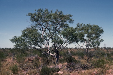 APII jpeg image of Corymbia aspera  © contact APII