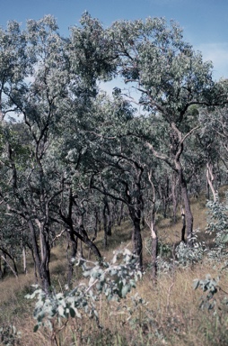 APII jpeg image of Eucalyptus atrata  © contact APII