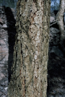 APII jpeg image of Corymbia aureola  © contact APII