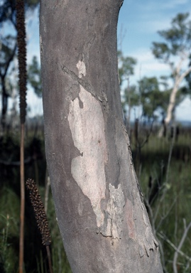 APII jpeg image of Eucalyptus bancroftii  © contact APII