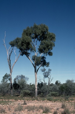 APII jpeg image of Corymbia blakei  © contact APII