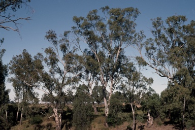 APII jpeg image of Eucalyptus camaldulensis subsp. camaldulensis  © contact APII