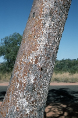 APII jpeg image of Corymbia dichromophloia  © contact APII