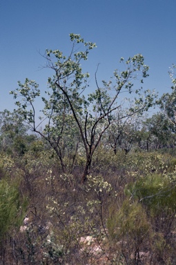 APII jpeg image of Eucalyptus ceracea  © contact APII