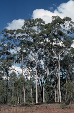 APII jpeg image of Corymbia citriodora  © contact APII