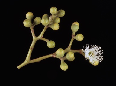 APII jpeg image of Eucalyptus cloeziana  © contact APII