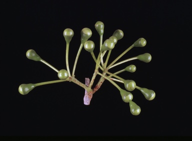 APII jpeg image of Corymbia confertiflora  © contact APII