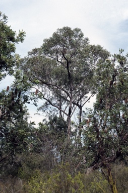 APII jpeg image of Eucalyptus conglomerata  © contact APII