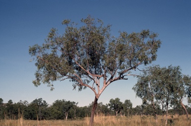 APII jpeg image of Corymbia dampieri  © contact APII