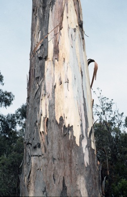 APII jpeg image of Eucalyptus deanei  © contact APII