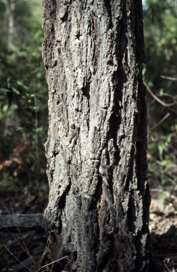 APII jpeg image of Eucalyptus decolor  © contact APII