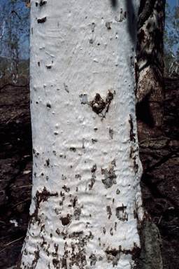 APII jpeg image of Corymbia dichromophloia  © contact APII