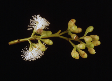 APII jpeg image of Eucalyptus crebra  © contact APII