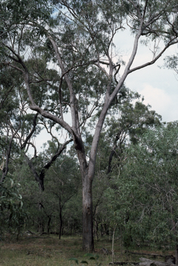 APII jpeg image of Eucalyptus exserta  © contact APII