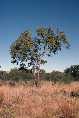 APII jpeg image of Corymbia ferruginea  © contact APII