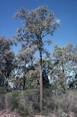 APII jpeg image of Eucalyptus fibrosa subsp. fibrosa  © contact APII