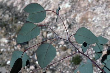 APII jpeg image of Eucalyptus fibrosa subsp. nubila  © contact APII