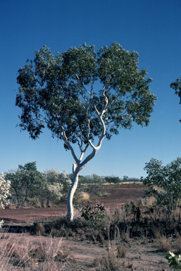 APII jpeg image of Corymbia flavescens  © contact APII