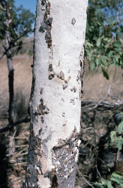 APII jpeg image of Corymbia foelscheana  © contact APII