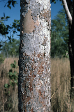 APII jpeg image of Corymbia foelscheana  © contact APII