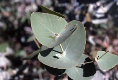 APII jpeg image of Eucalyptus gamophylla  © contact APII