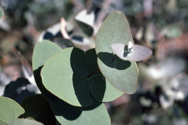 APII jpeg image of Eucalyptus gamophylla  © contact APII