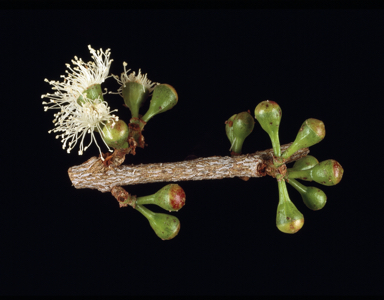 APII jpeg image of Corymbia gilbertensis  © contact APII