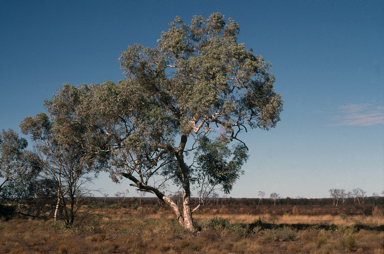 APII jpeg image of Eucalyptus gongylocarpa  © contact APII