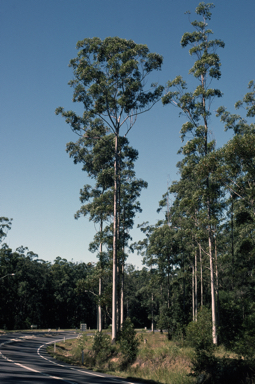 APII jpeg image of Eucalyptus grandis  © contact APII