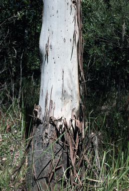 APII jpeg image of Eucalyptus grandis  © contact APII