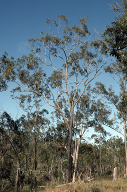 APII jpeg image of Eucalyptus granitica  © contact APII