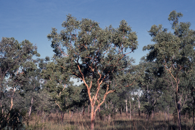 APII jpeg image of Corymbia greeniana  © contact APII