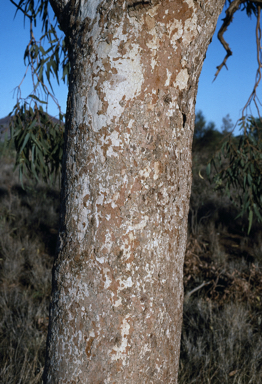 APII jpeg image of Corymbia hamersleyana  © contact APII