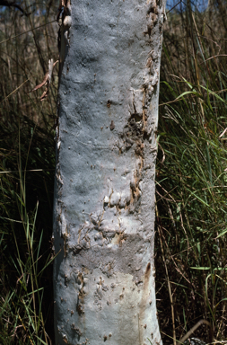 APII jpeg image of Eucalyptus houseana  © contact APII