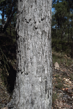 APII jpeg image of Eucalyptus howittiana  © contact APII