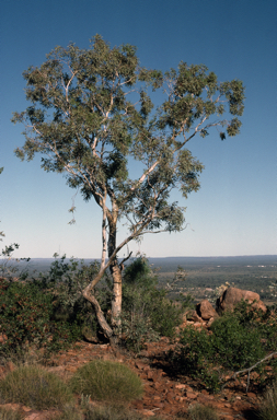 APII jpeg image of Eucalyptus intertexta  © contact APII