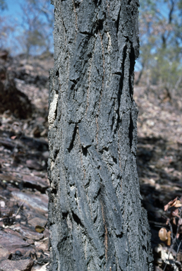 APII jpeg image of Eucalyptus jensenii  © contact APII