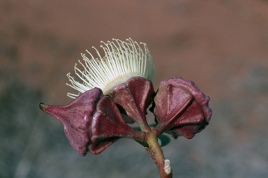 APII jpeg image of Eucalyptus kingsmillii  © contact APII