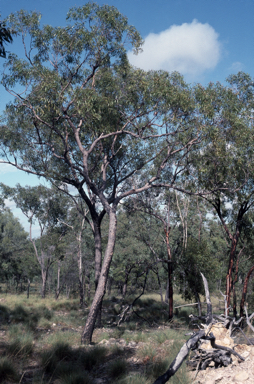 APII jpeg image of Corymbia lamprophylla  © contact APII