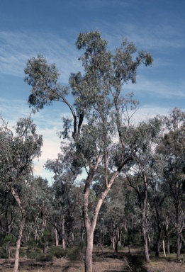 APII jpeg image of Eucalyptus largiflorens  © contact APII