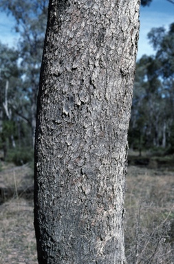 APII jpeg image of Eucalyptus largiflorens  © contact APII