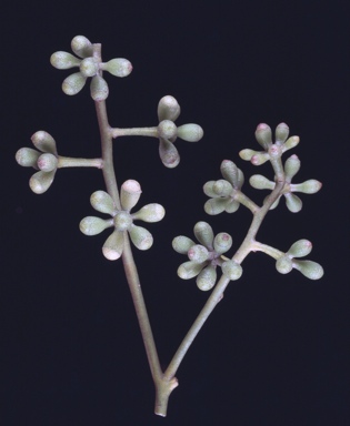 APII jpeg image of Eucalyptus largiflorens  © contact APII