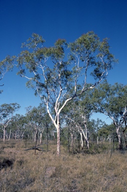 APII jpeg image of Corymbia torta  © contact APII